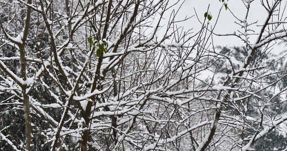 4k树下降雪视频