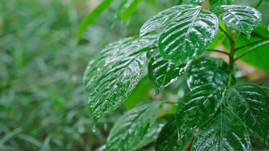 高清立春春雨雨水雨滴水滴空镜头视频