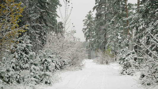 下雪的秋天森林视频