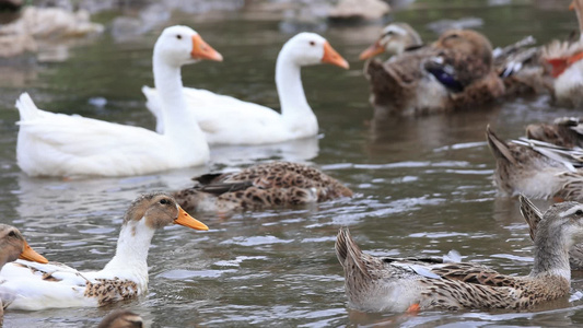 鸭子养殖河边鸭子视频