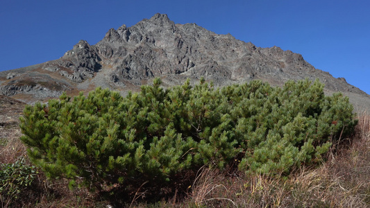长青的日本石质松树灌丛或苔原中的西伯利亚矮松树视频