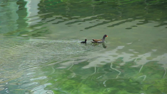 红冠黑水鸡和它的宝宝在湖水中觅食的场景视频