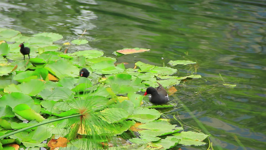 红冠黑水鸡和它的宝宝在湖水中觅食的场景视频