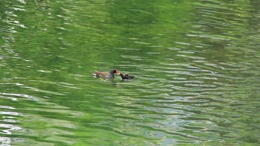 红冠黑水鸡和它的宝宝在湖水中觅食的场景视频