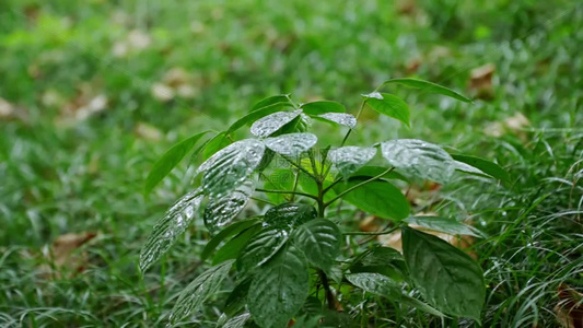 高清立春春雨雨水雨滴水滴空镜头视频