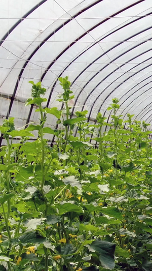 大棚温室植物70秒视频