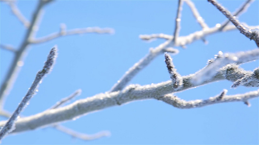 在1920年的严寒中在一棵树枝上结霜视频