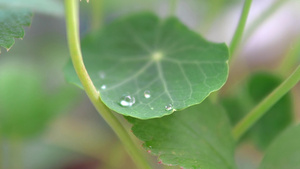 绿色的树叶有雨滴有露水在轻风中飘动15秒视频