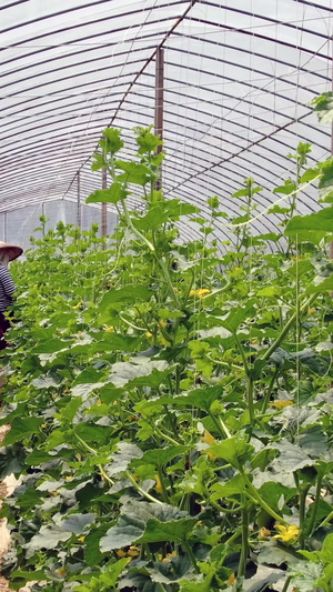 大棚温室植物70秒视频