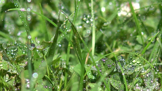 夏日清晨绿草视频