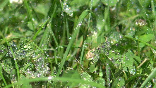 清晨的雨落在草地上视频