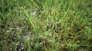含有绿草和白蜘蛛网的春草林14秒视频