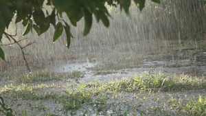 雨在田地中18秒视频