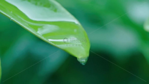 高清立春春雨雨水雨滴水滴空镜头16秒视频