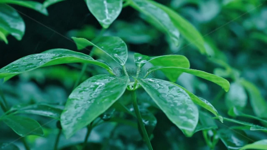 高清立春春雨雨水雨滴水滴空镜头视频