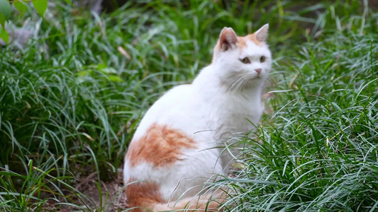 草丛公园里的流浪猫野猫流浪动物 视频