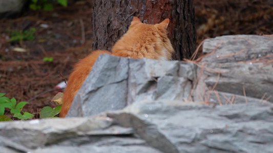 草丛公园里的流浪猫野猫流浪动物 视频