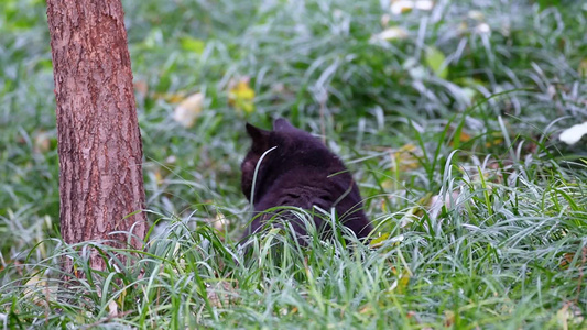 草丛公园里的流浪猫野猫流浪动物 视频