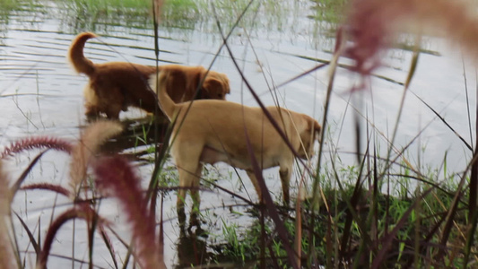 两只取水犬寻找水面视频