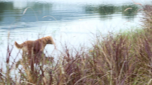 两只猎犬站在池塘旁视频