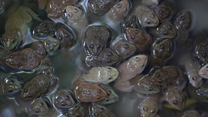 许多青蛙在泥水中游荡14秒视频