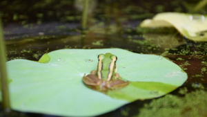 青蛙青青蛙在莲花叶上11秒视频