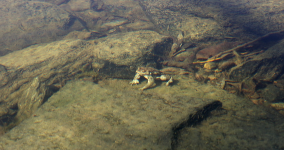 常见蛤蜴bufobufo捷克共和国欧洲野生生物视频