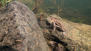 常见蛤蜴bufobufo捷克共和国欧洲野生生物21秒视频