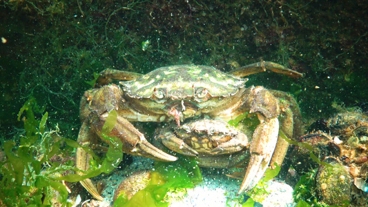黑海动物群在交配期间男女生绿蟹carcinusmaenas视频