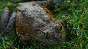 美国在草地上的公牛蛙14秒视频