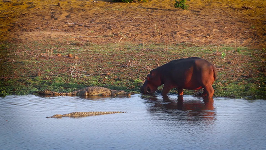 非洲南部Kruger国家公园的河马和无鳄鱼视频