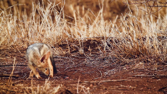 非洲南部Kruger国家公园的黑背胡狼视频