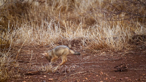 非洲南部Kruger国家公园的黑背胡狼29秒视频