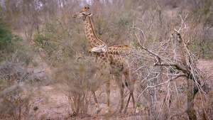 非洲南部克鲁格国家公园的长颈鹿38秒视频