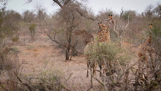 非洲南部Kruger国家公园长颈鹿视频