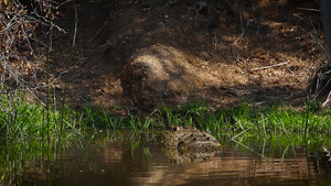 非洲南部国家公园的鳄鱼26秒视频