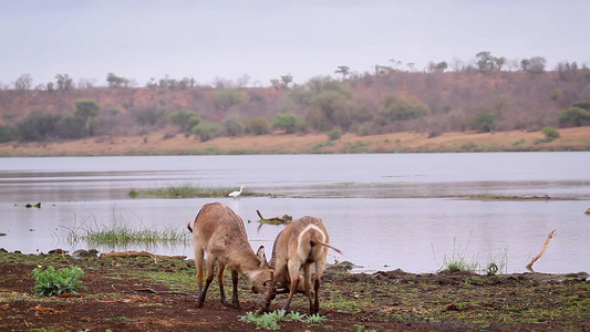 非洲南部Kruger国家公园的水桶视频
