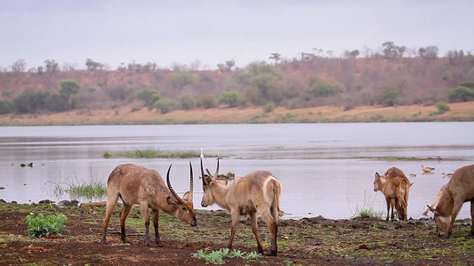 非洲南部Kruger国家公园的水桶视频