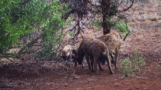 在非洲南部的Kruger国家公园发现hyaena视频