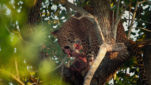 非洲南部国家公园的黑豹41秒视频