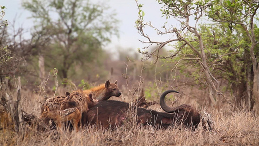 在非洲南部的Kruger国家公园鬣狗视频