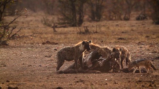 发现非洲南部Kruger国家公园的hyaena和黑视频