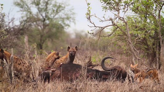 在非洲南部的Kruger国家公园发现Hyaena和视频