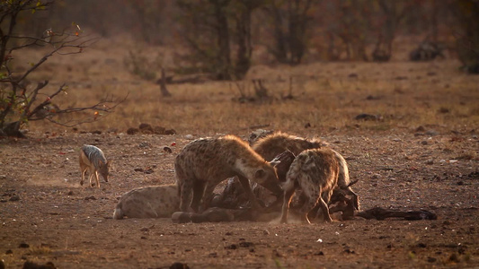 发现非洲南部Kruger国家公园的hyaena和黑视频