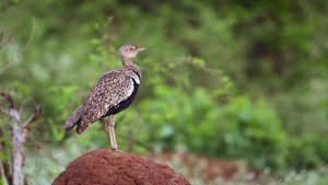 非洲南部克鲁格国家公园的鸟32秒视频