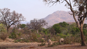 非洲南部Kruger国家公园南部白犀牛区南部39秒视频