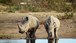 非洲南部国家公园南部白犀牛区南部38秒视频