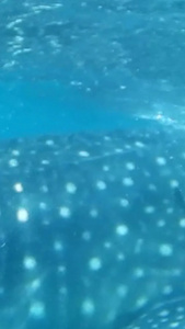 海洋动物鲸鲨海底世界视频