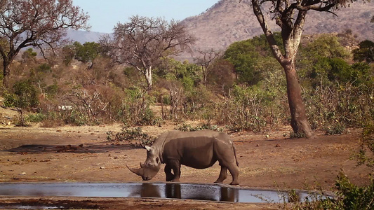 非洲南部Kruger国家公园南部白犀牛区南部视频