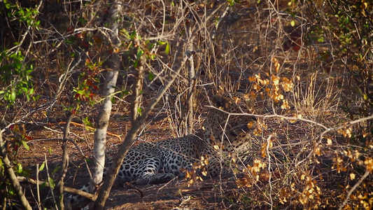 非洲南部Kruger国家公园的黑豹视频